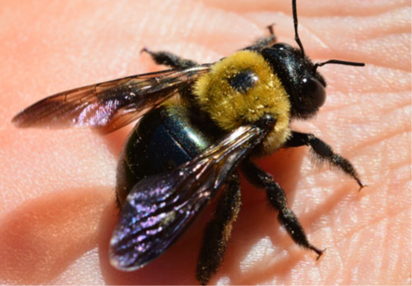 Carpenter Bees Pest Control Services