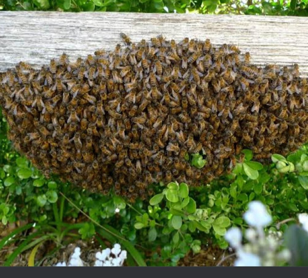 Bee Hive Removal Service