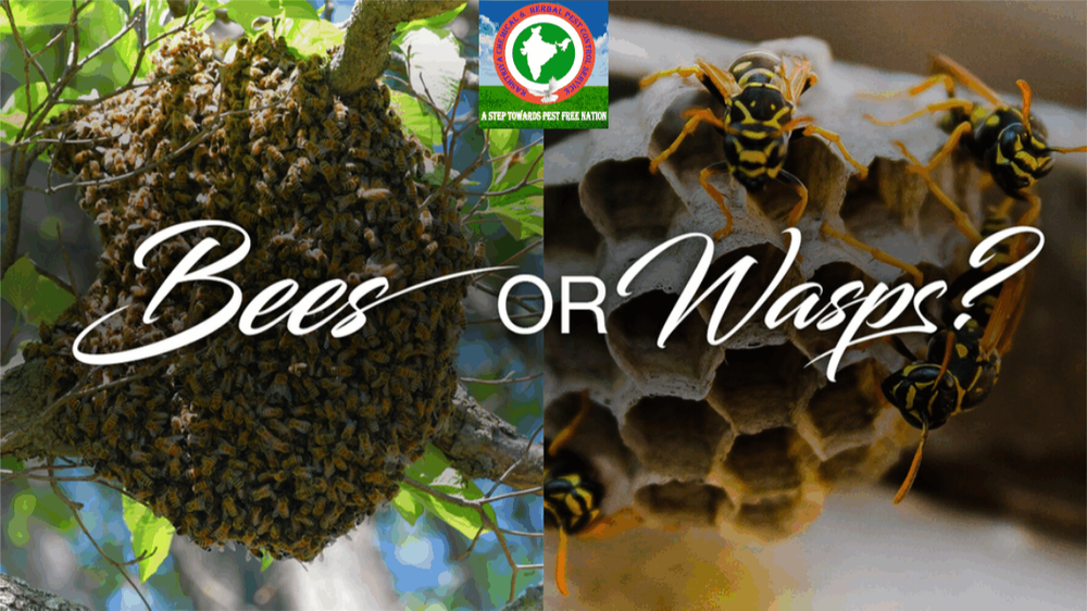 Commercial Herbal Based Bees & Wasp Removal Service