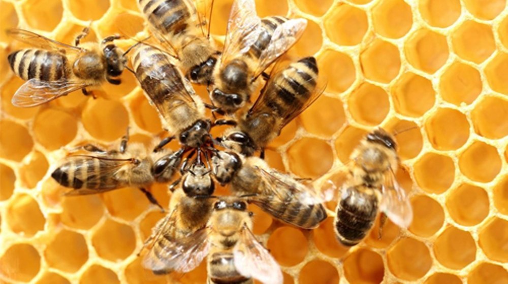 Bee Hive Management Services