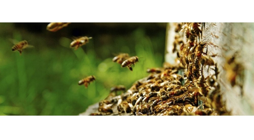 Chemical Treatment Honey Bee Pest Control Services