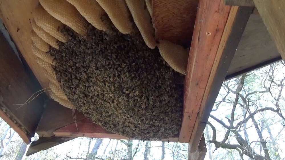 Bee Commercial Herbal Pest Control