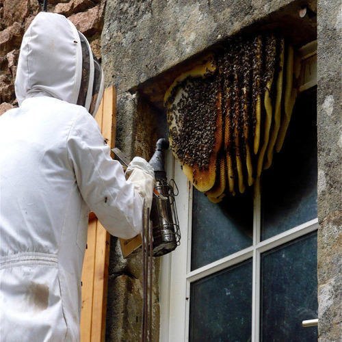 Commercial Fume-based Treatment Honey Bee Remove