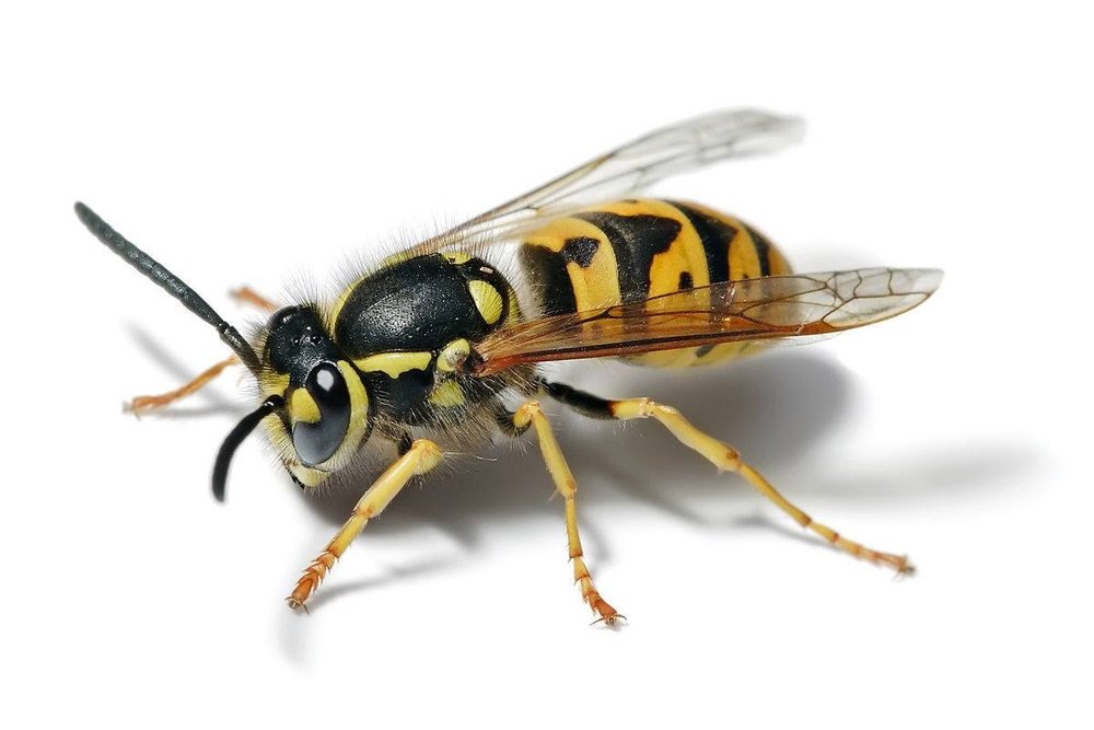 Bees Whips Control Service