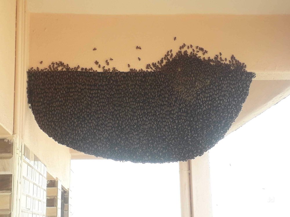 Chemical based Bee Control Services in Ahmedabad