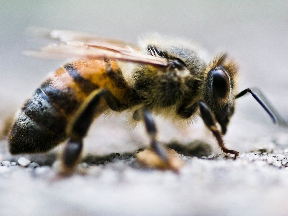 Commercial Spray Honey Bee Pest Control Services