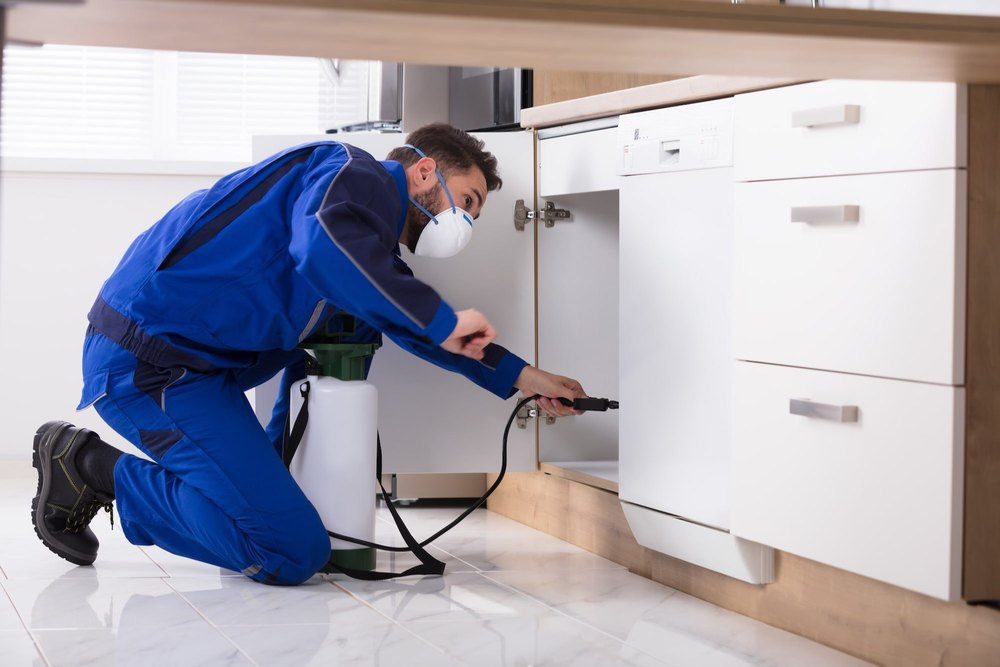 Flies Pest Control Services