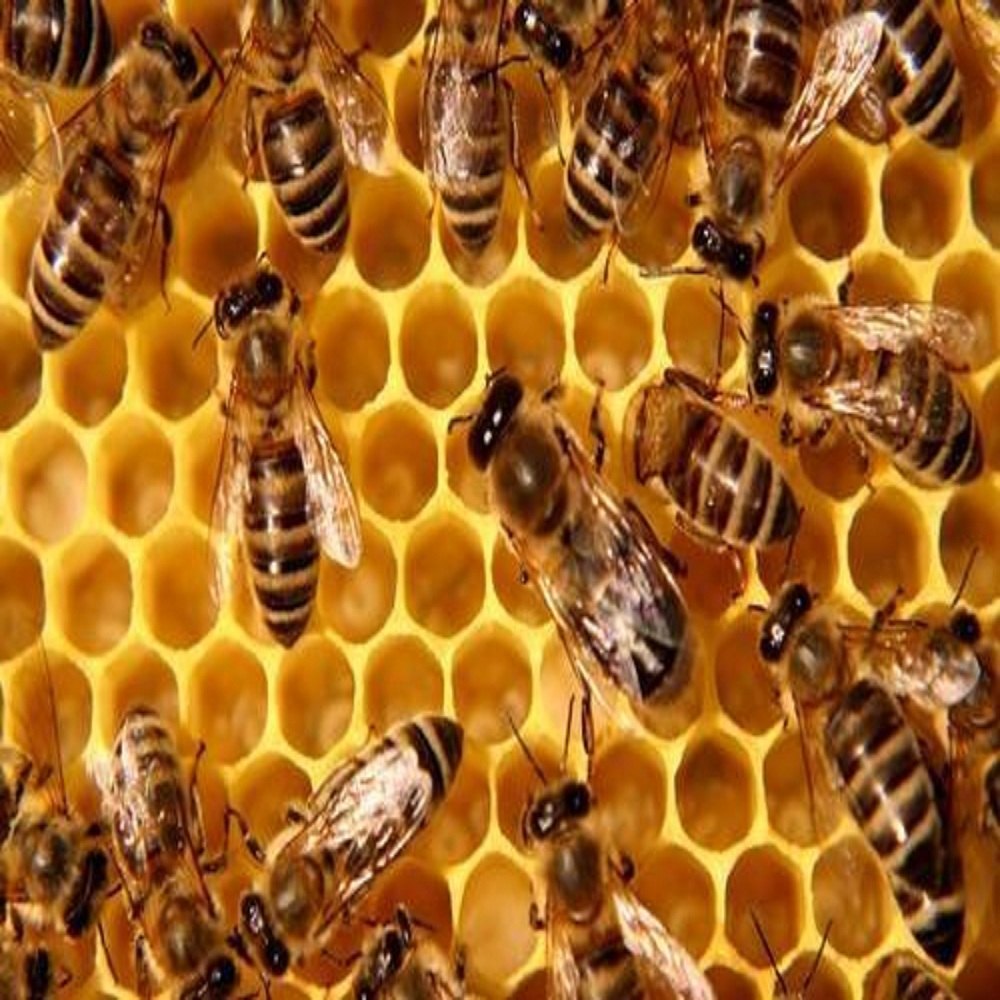 Bee Pest Control Service