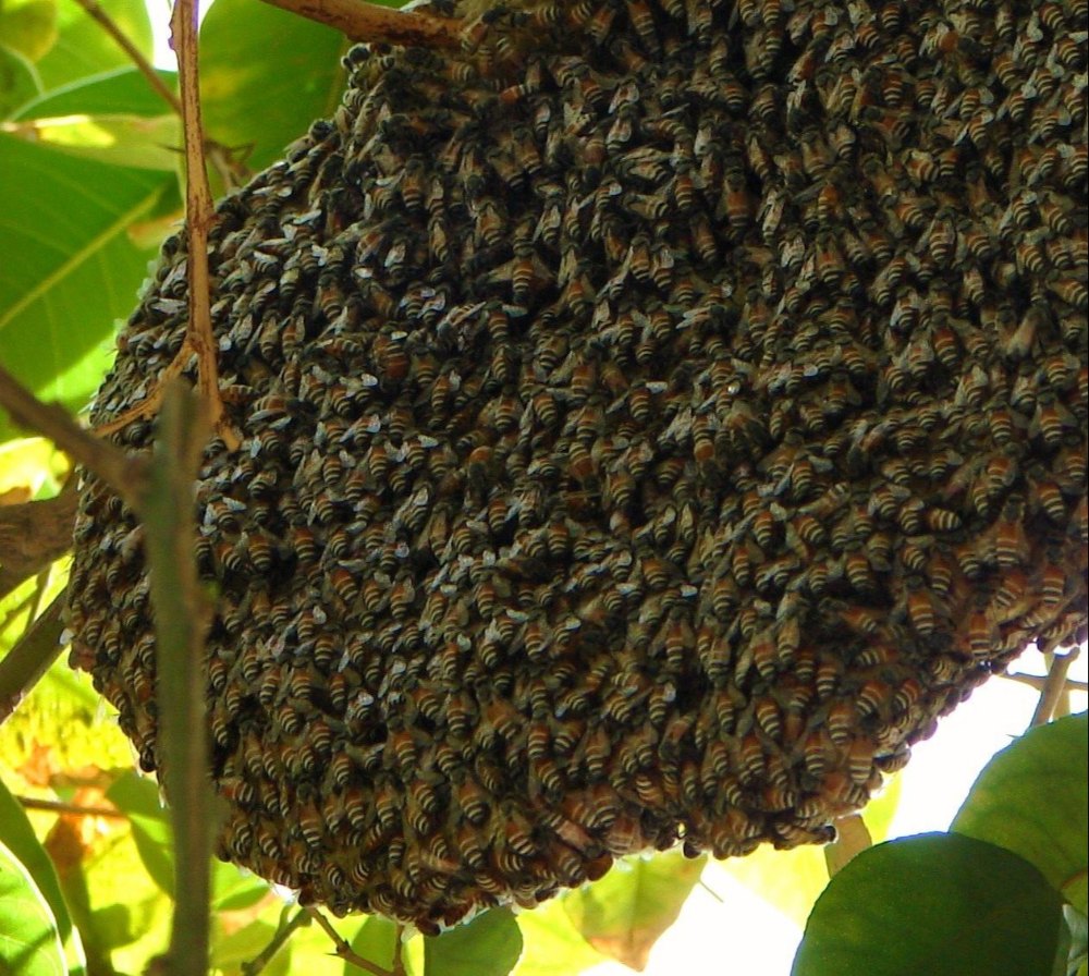 Bee Hive Pest Control Services