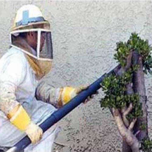 Bee Control Services