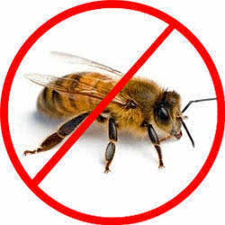 Home Spray Honey Bee Pest Control Services