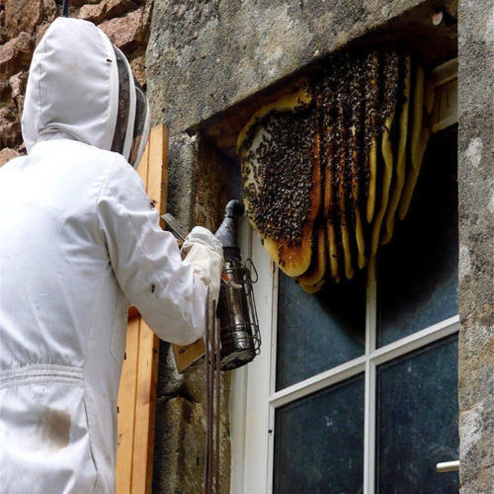Spray Chemical Based Bees Hive Pest Control Service