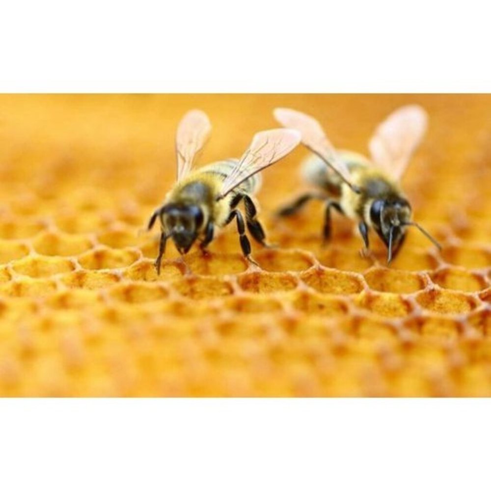 Spray Chemical based Bee Control Services