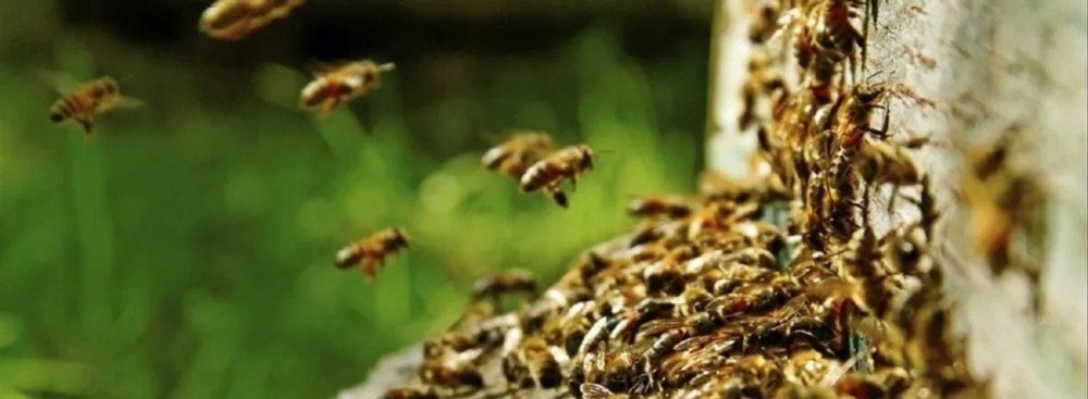 Home Fume-based Treatment Bee Control Services