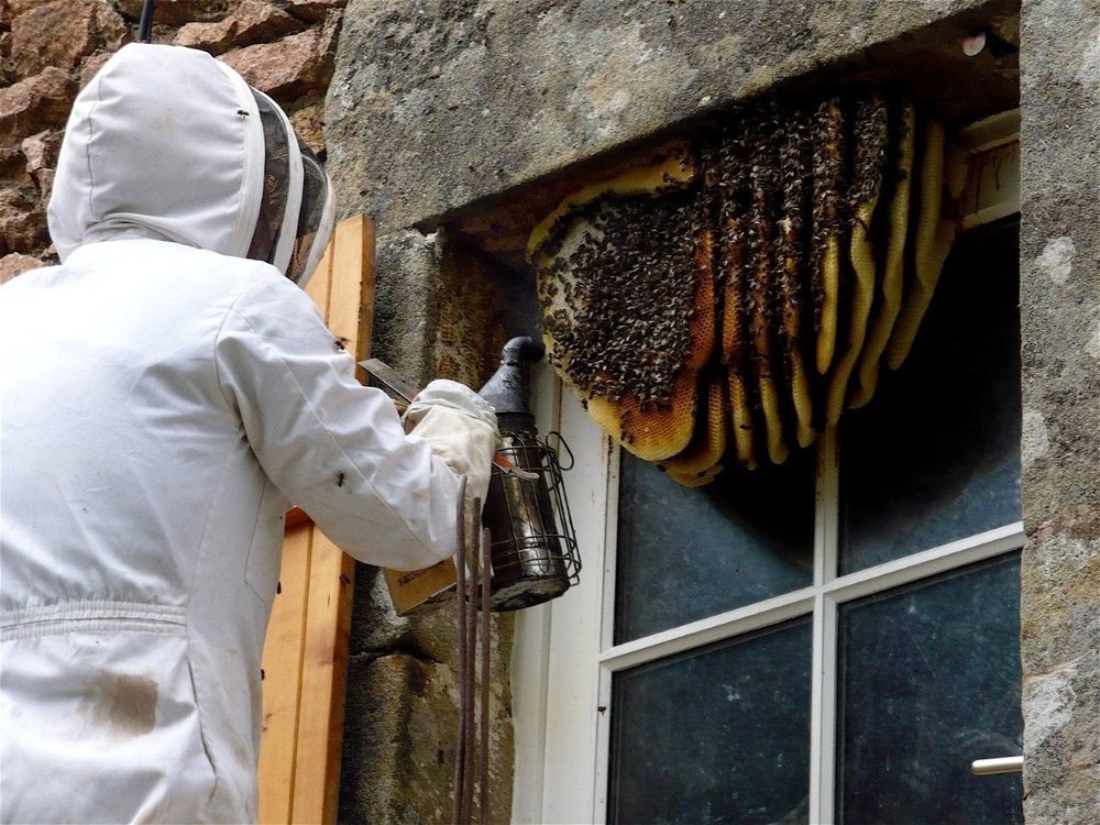 Commercial Chemical based Bee Pest Control Service