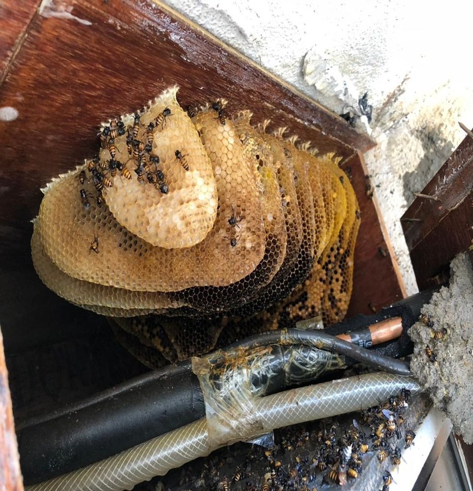 Commercial Chemical Treatment Bee Pest Control Service