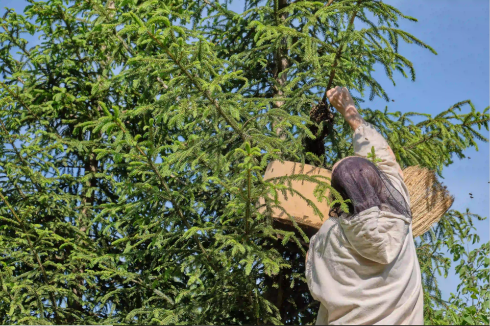 Home Spray Bee Control Services