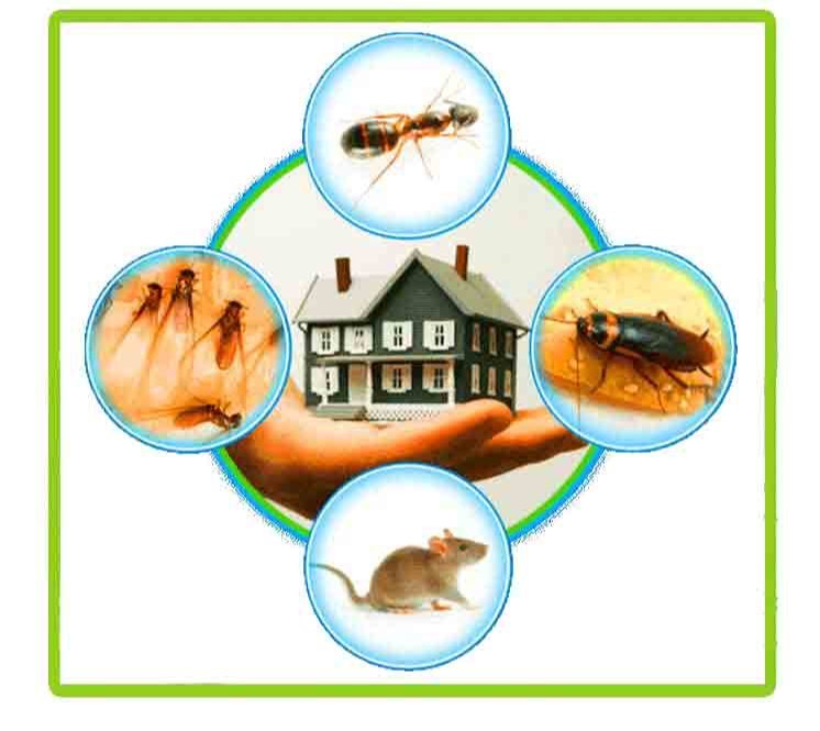 Industrial Spray Insect Control