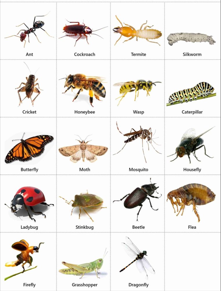 for Cockroach and bee. Spray Insect Control