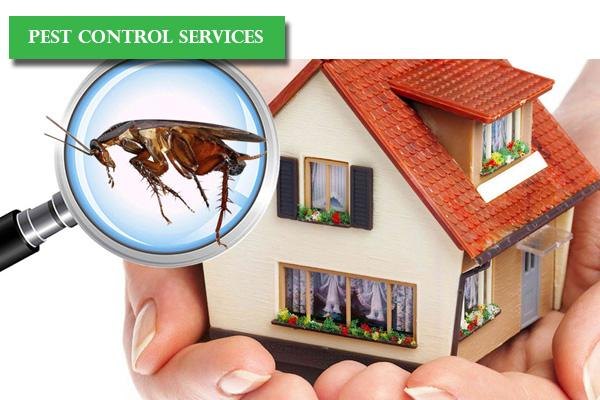 Commercial Spray Insects Control Services