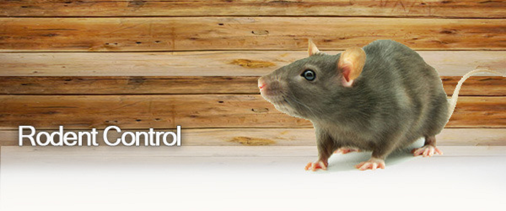 Chemical based Rodent Control Service, Delhi-ncr