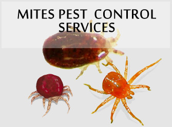 Industrial Spray Mites Control Service