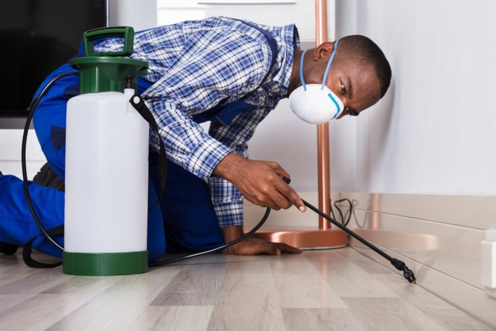 Residential Borer And Wood Boring Insects Control Service, Delhi
