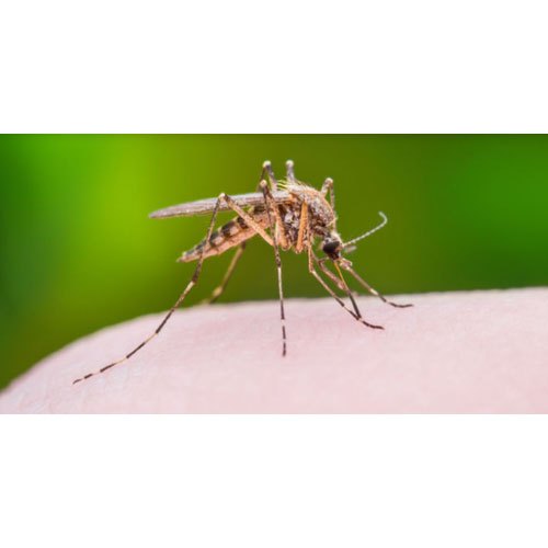 Mosquitoes Pest Control Service