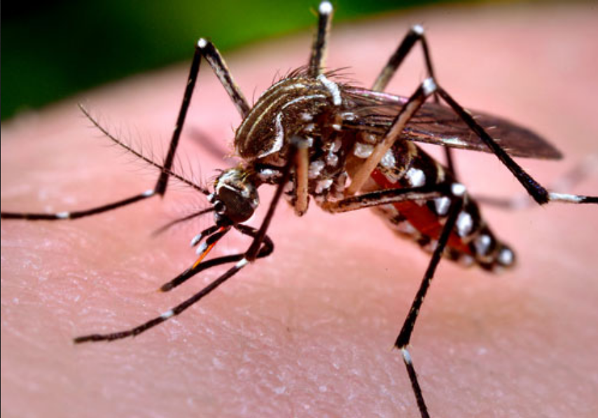 Mosquito Control Services