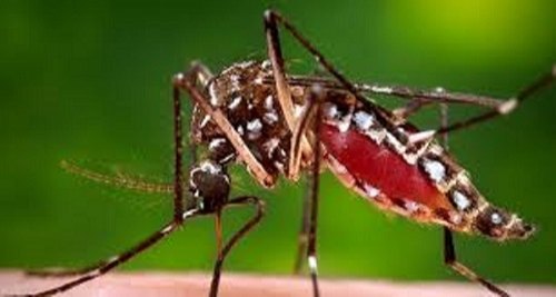 Fumigation Mosquitoes Control Services