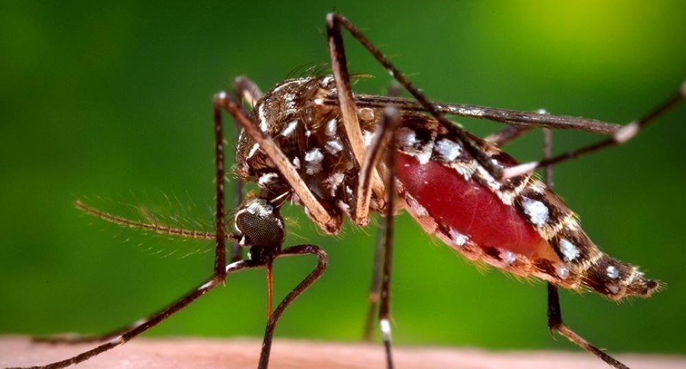 Mosquito Pest Control Service