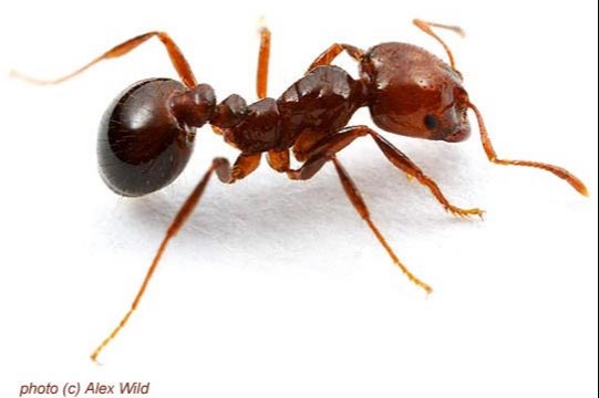 Ant Control
