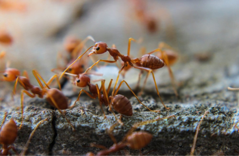 Ants Control Services
