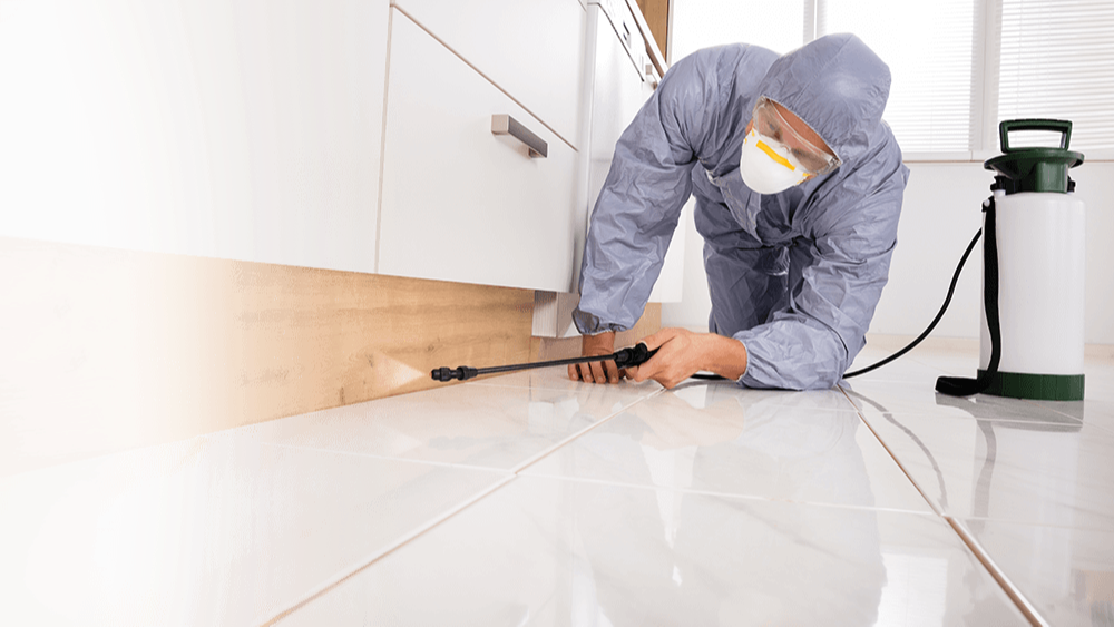 Ant Control Service, in Andhra Pradesh