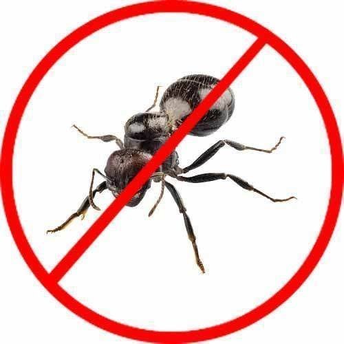 Home Spray Ants Control service