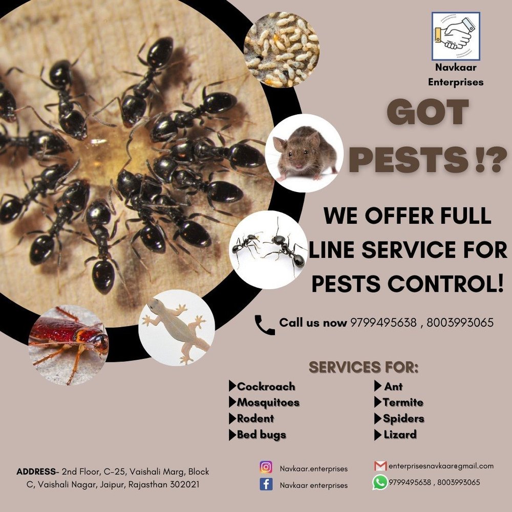 Ants Pest Control Services