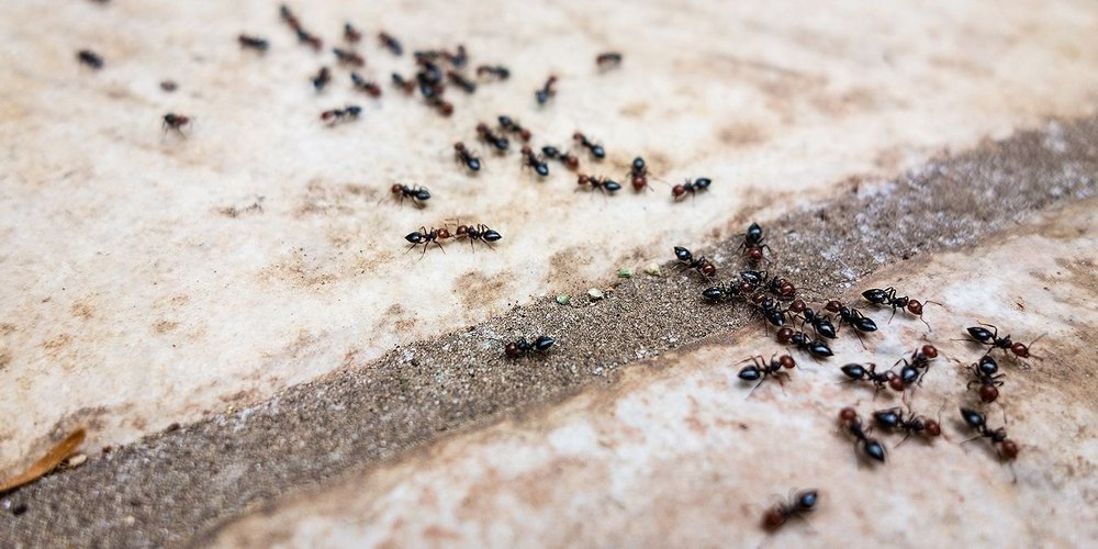 Ants Control Services