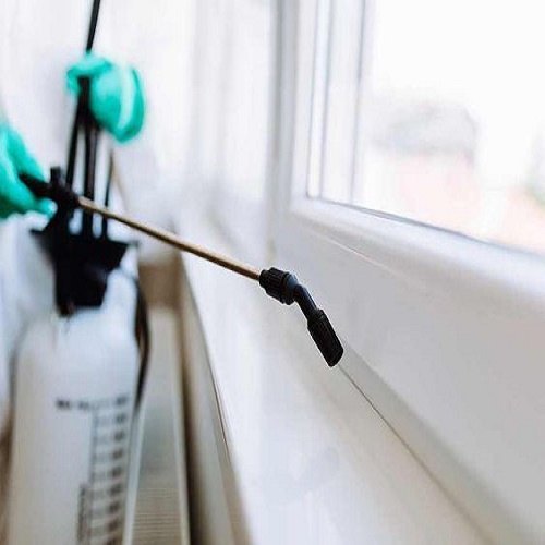 Black Ants Pest Control Service in mumbai