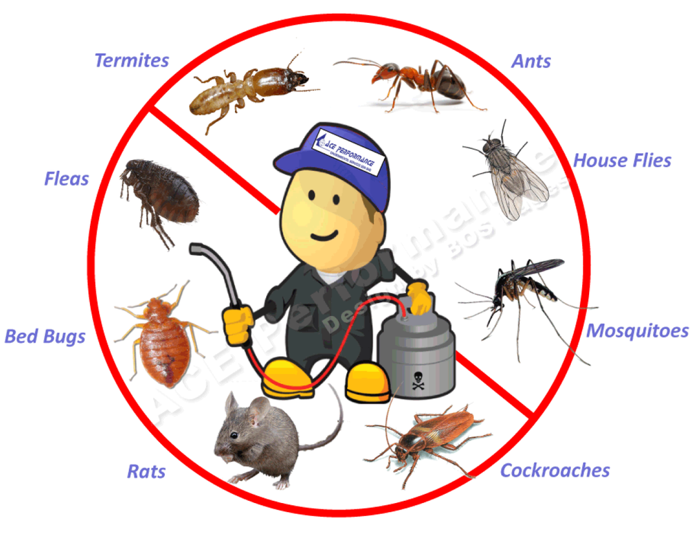 Insects Commercial Pest Control Service