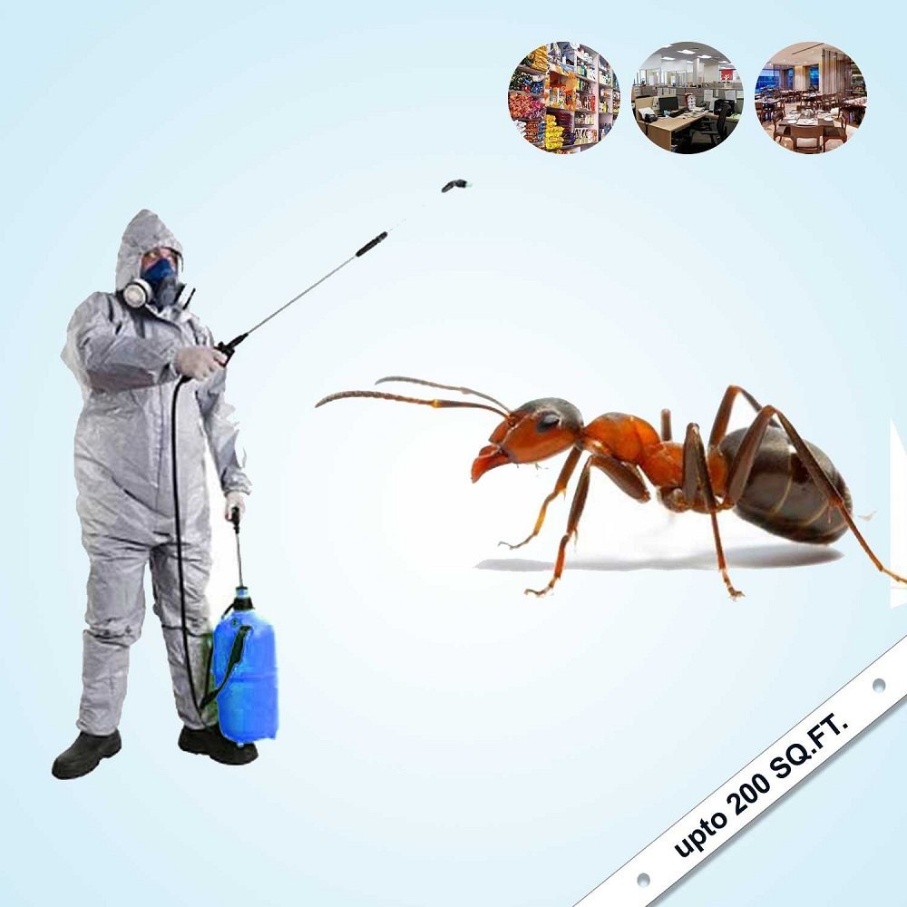 Residential Ants Pest Control Service