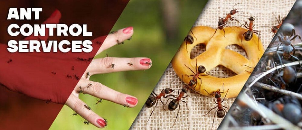 Ants Control Services
