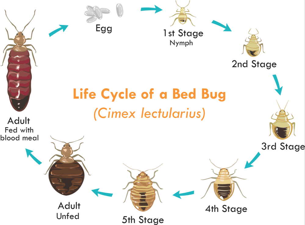 Commercial Spray Insects Pest Control Service