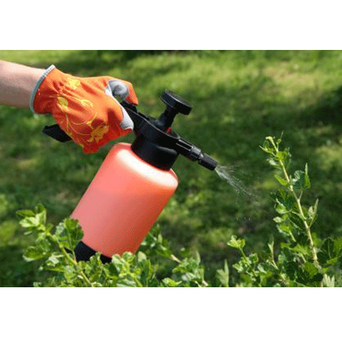 Organic Pest Control Service