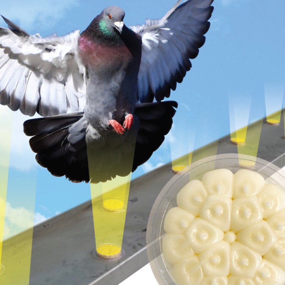 Bird Control Services