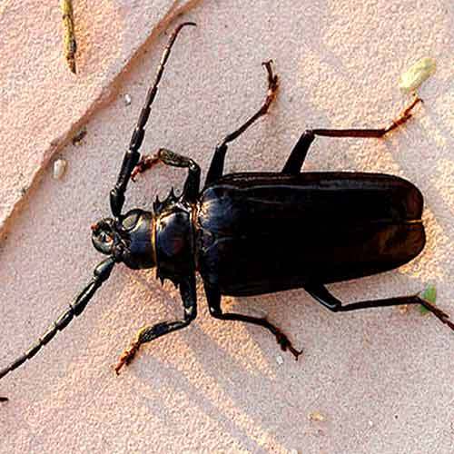 Wood Borer Treatment Services