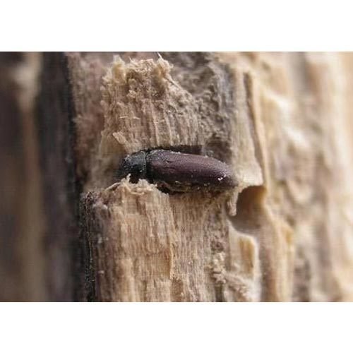 in Home Chemical Treatment Wood Borer Termite Pest Control Service