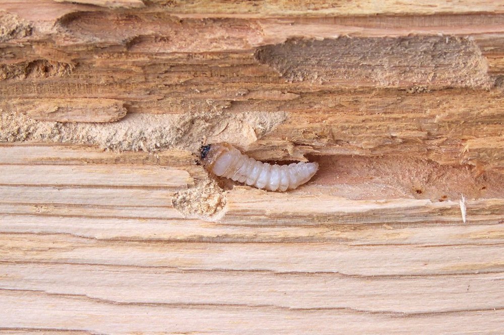 Wood Borer Control Services, India