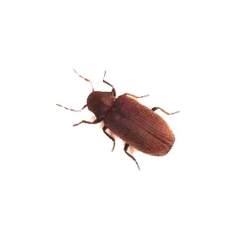 Wood Borer Control Services