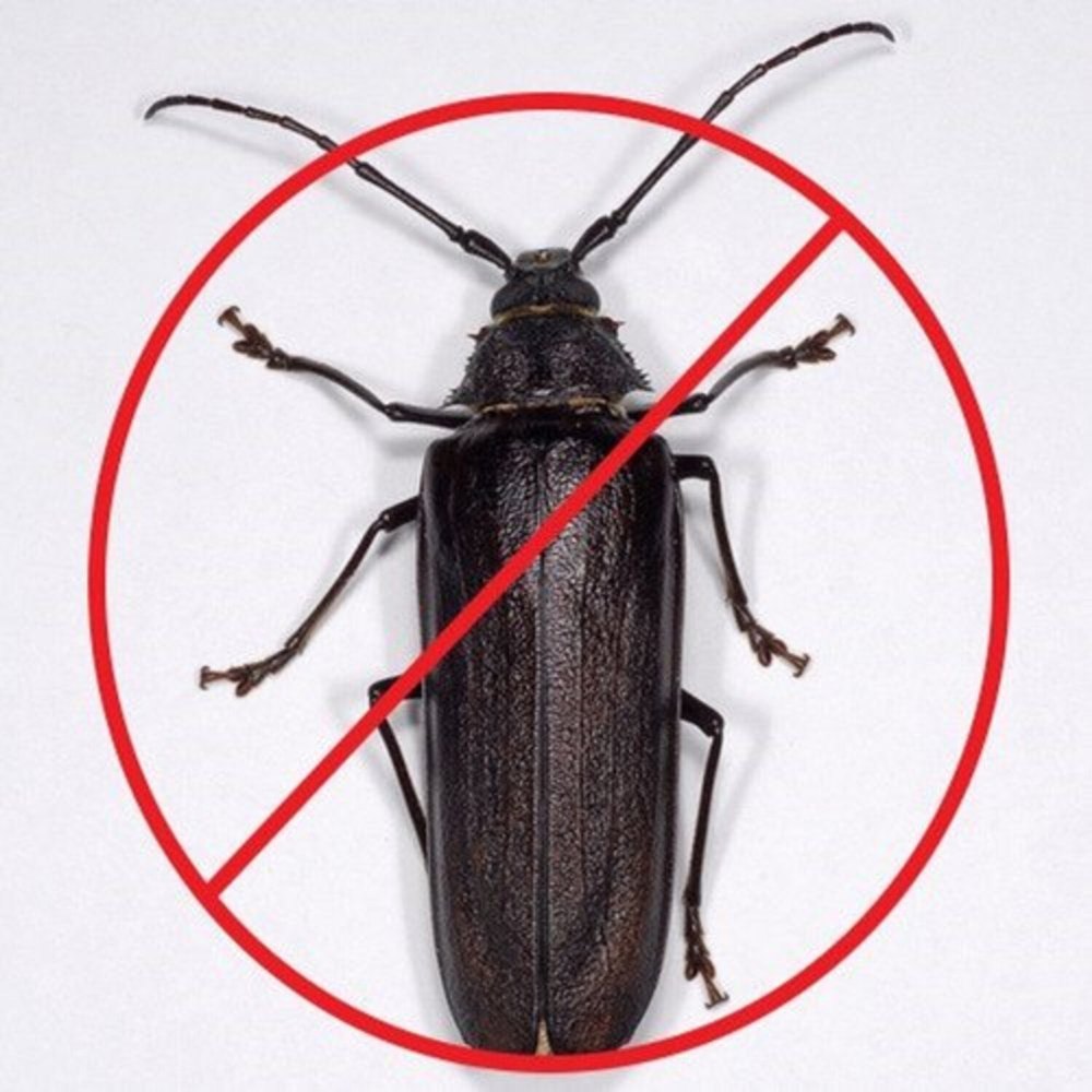 Wood Borer Pest Control Service, Pan India