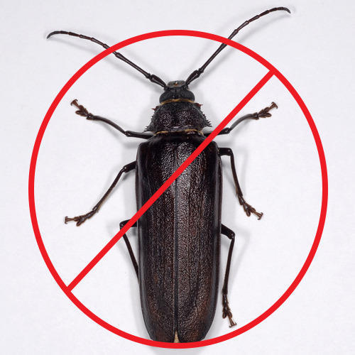 Wood Borer Control Service